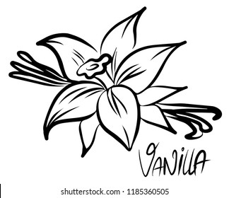 Vanilla flower and stick isolated on white background. Vector illustration.