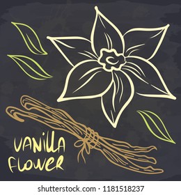 Vanilla flower and stick on chalkboard. Vector illustration.