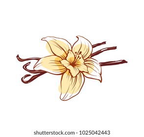 Vanilla flower and sticks icon isolated on white background. Exotic asian spice for dessert or parfum industry vector illustration.