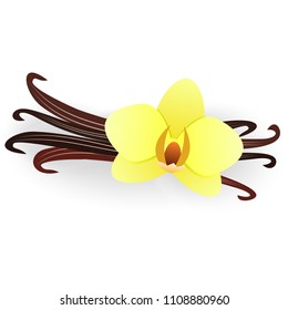Vanilla flower and vanilla sticks isolated on a white background. Vector illustration.