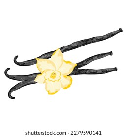 Vanilla flower and vanilla sticks isolated on the white background.