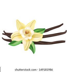 vanilla flower with sticks and leaves isolated on white