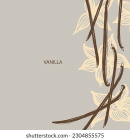 Vanilla. Flower and sticks of vanilla plant. Set with pods, vector image template. Fragrant spices illustration. Abstract background. Hand drawn.For label, poster, card, banner. Design element. Vector