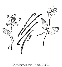 Vanilla. Flower and sticks of vanilla plant. Set with Isolated pods, vector image. Fragrant spices illustration. Drawn by hand. Doodle sketch. Design element. Vector art illustration