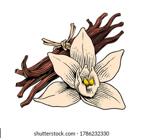Vanilla flower and sticks or pods, isolated on white background. Aroma spice ingredient. Engraving style color vector illustration.