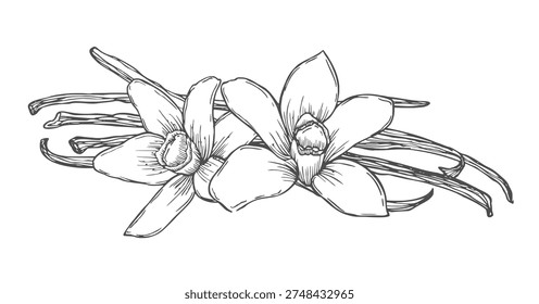 Vanilla Flower with Sticks set. Outline drawing of spice. Vector hand drawn illustration of orchid Flower and pods.