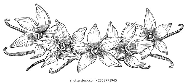 Vanilla Flower with Sticks set. Vector hand drawn illustration of orchid Flower and pods on isolated background. Bundle with outline drawing of spice. Sketch in line art style painted by black inks.