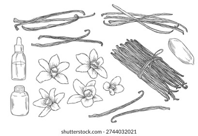 Vanilla Flower with Sticks set. Vector hand drawn illustration of orchid Flower and pods on isolated background. Bundle with outline drawing of spice.