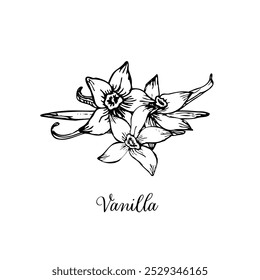 Vanilla Flower with Sticks sketch set. Vector hand drawn illustration of orchid Flower and pods. Bundle of sticks and flowers isolated. Sketch in line art style.