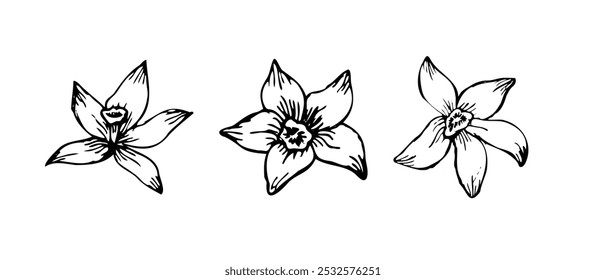 Vanilla Flower with Sticks sketch set. Vector hand drawn illustration of orchid Flower and pods. Bundle of sticks and flowers isolated. Sketch in line art style.