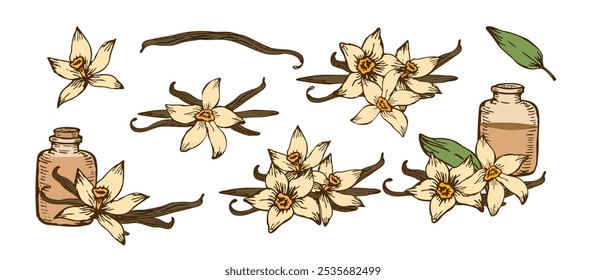 Vanilla Flower with Sticks sketch set. Vector hand drawn illustration of orchid Flower and pods. Bundle of sticks and flowers isolated. Sketch in line art style.