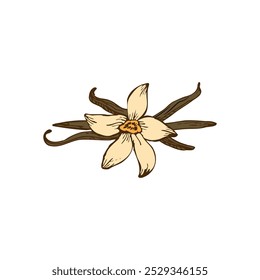 Vanilla Flower with Sticks sketch. Vector hand drawn illustration of orchid Flower and pods.