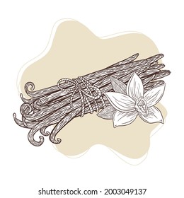 Vanilla Flower and Sticks Tied Bunch Engraved Illustration.Hand drawn Vanilla blossom and pods vintage style sketch for logo, recipe, menu, emblem, tattoo, print, spa, perfume, beauty care products