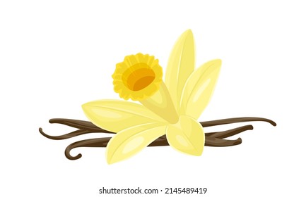 Vanilla flower and sticks. Vector cartoon flat illustration.