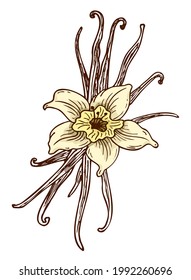 Vanilla, flower and sticks. Vector. Hand drawn doodle. Element for design and decor of the menu of cafe, restaurant, bakery.