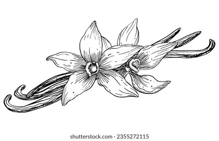 Vanilla Flower with Sticks. Vector hand drawn illustration of orchid Flower and pods on white isolated background. Outline drawing of spice for cooking or aroma oils. Black sketch in line art style.
