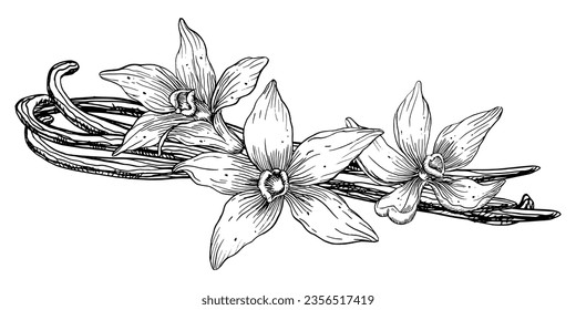 Vanilla Flower with Sticks. Vector hand drawn illustration of orchid Flower and pods on white isolated background. Outline drawing of spice for cooking or aroma oils. Black sketch in line art style.