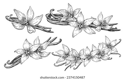 Vanilla Flower with Sticks. Vector hand drawn illustration of orchid Flower and pods on white isolated background. Set of outline drawings of spice for cooking or aroma oils. Black line art sketch.