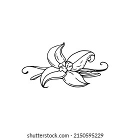 Vanilla flower thin black lines on a white background - Vector illustration