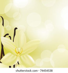 Vanilla Flower, Vector Illustration