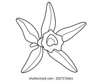 Vanilla Flower Vector Linear Illustration Coloring Stock Vector ...