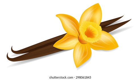 vanilla flower vector on white background