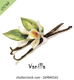 Vanilla Flower In Watercolors. Vector Illustration.