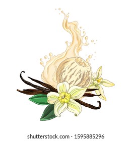 Vanilla flowers, beans, ice cream and creamy splash composition, hand drawn full color vector illustration