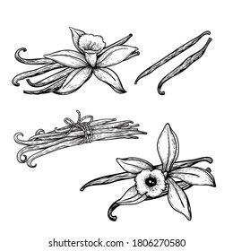 Vanilla flowers and beans set. Hand drawn sketch style vanilla aroma pods. Culinary and aroma needs drawings. Vector illustrations isolated on white background.