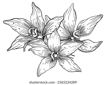 Vanilla Flowers. Hand drawn vector floral illustration of Orchids on white isolated background. Food ingredient for aroma therapy. Herbal spices for food label. Line art drawing for essential oil.