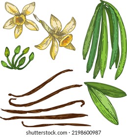 Vanilla Flowers, Leaves And Beans Collection Set. Vanilla Orchid Plant, Graphic Image, Botanical Drawing. Hand Drawn Vector Illustration, Isolated On A White Background.