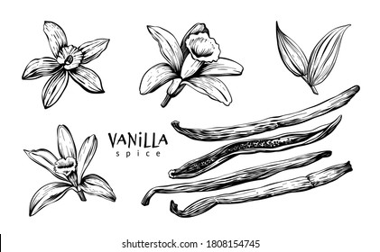 Vanilla flowers, leaves, pods and sticks. Set spice. Linear art on a white background. Vector hand drawing illustration.