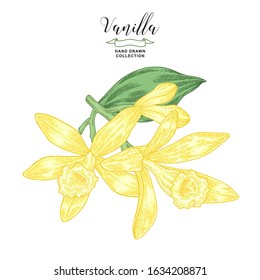 Vanilla flowers on the branch. Vanilla plant hand drawn. Vector illustration botanical. Colorful engraving style.