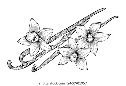 Vanille Blumen und Hülsen Umriss. Handgezeichnete Vanille. Skizzierstil von Spices. Vanille Orchidee Vektorillustration auf isoliertem Hintergrund