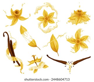 Vanilla flowers, pods and sticks. Realistic vector set of isolated elements. Nature spice. Yellow blossom with drops