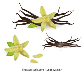 Flores de vainilla y conjunto de vectores de semillas. Ilustración vectorial de vainilla realista. Flores de vainilla aisladas, imprimibles.