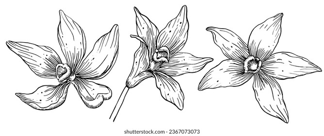 Vanilla Flowers set. Hand drawn vector illustration of orchid plants on isolated background. Drawing of herbal ingredient for cooking. Floral bundle in line art style painted by black inks.