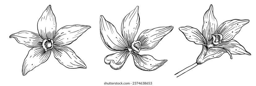 Vanilla Flowers set. Hand drawn vector illustration of orchid plants on white isolated background. Linear drawing of herbal ingredient for cooking or aroma flavor. Etching of Floral bundle.