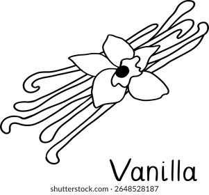 Flores de baunilha com vagens de varas de baunilha. Ilustração vetorial desenhada à mão do esboço. Isolado no fundo branco.