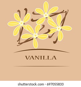 vanilla flowers - vector illustration 