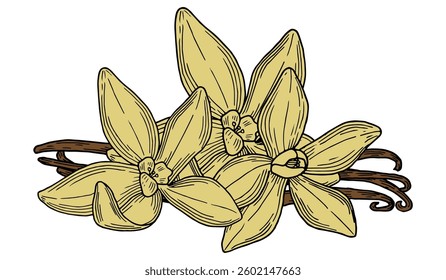Vanilla hand drawn composition in gentle color. Beautifully detailed black and white drawing of vanilla beans and flowers. Ink sketch illustration. Branding and package design element