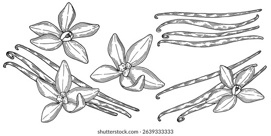 Vanilla hand drawn composition set. Beautifully detailed black and white drawing of vanilla beans and flowers collection. Ink sketch illustration for branding and package design. Clip art spice. 