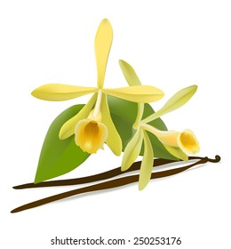 Vanilla. Hand drawn vector illustration of vanilla flowers and beans on white background. 