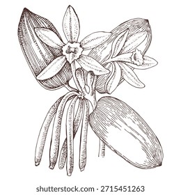 Planta de Vector dibujado a mano de vainilla