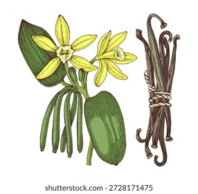 Vanilla mão desenhado vetor planta