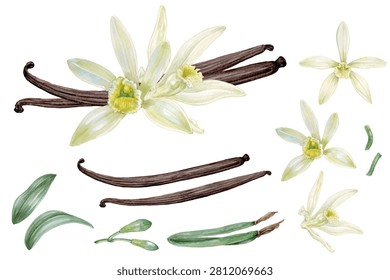 Vanilla hand drawn with watercolor isolated on transparent background