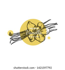 Vanilla. Herbs and spices collection. Vector hand drawn illustration. Kitchen spice. Herbal aroma.