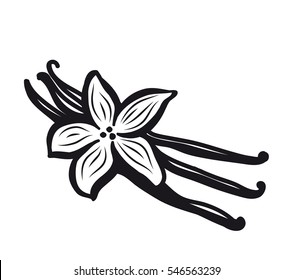 Vanilla Illustration On White Background. Vector