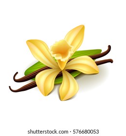 Vanilla Isolated On White Photo-realistic Vector Illustration