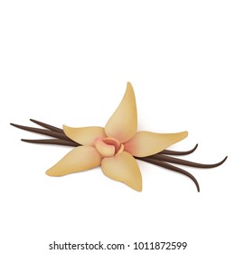 Vanilla isolated vector.